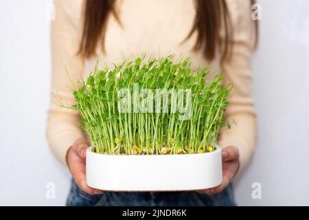 Frau hält mikrogrüne Keimlinge aus Bio-Erbsen. Das Konzept der gesunden Ernährung und Bio-Lebensmittel Stockfoto