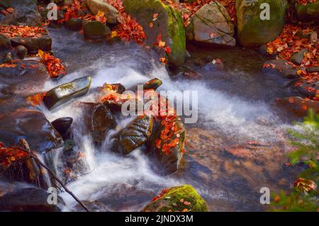 Wasserfluss zwischen den moosigen Felsen. Schöner Naturhintergrund an einem sonnigen Herbsttag im Wald. Gefallenes Laub am Ufer und Bach. Wellen auf der t Stockfoto