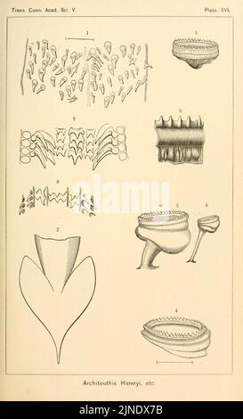 Die Kopffüßer der Nordost-Küste von Amerika Stockfoto