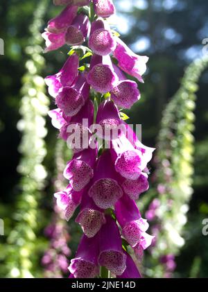 Lila Fuchshandschuh Nahaufnahme mit weißen Fuchshandschuhen im Hintergrund Juli 2021 Stockfoto