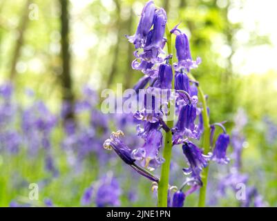 Regentropfen auf Bluebells in Holz Nahaufnahme Mai 2021 Stockfoto