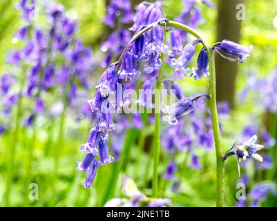 Regentropfen auf Bluebells in Holz Nahaufnahme Mai 2021 Stockfoto