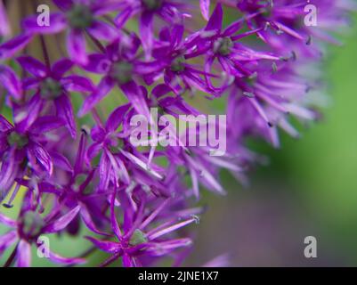Lila Allium Blume Nahaufnahme Juni 2022 Stockfoto