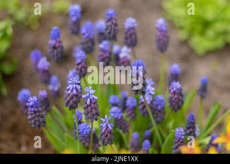 Muscari - lila Blumen in einem Blumenbeet im Garten. Blaue Knospen aus der Nähe. Frühling und Sommer blühen. Traubenhyazinthe. Floraler, farbenfroher Hintergrund. Blühend Stockfoto