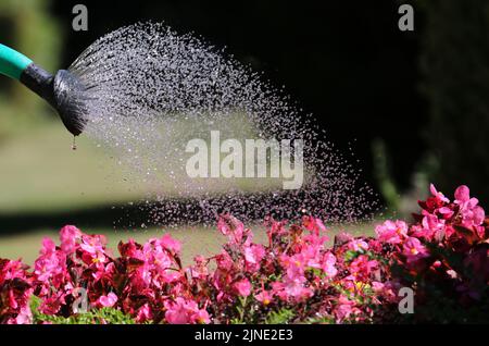 Hamburg, Deutschland. 10. August 2022. Die Blumen auf einem Grab auf dem Ohldorfer Friedhof in Hamburg werden bewässert. Quelle: Markus Tischler/dpa/Alamy Live News Stockfoto