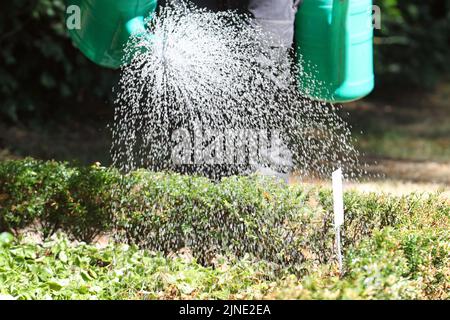 Hamburg, Deutschland. 10. August 2022. Ein Grab auf dem Ohldorf Friedhof in Hamburg wird bewässert. Quelle: Markus Tischler/dpa/Alamy Live News Stockfoto