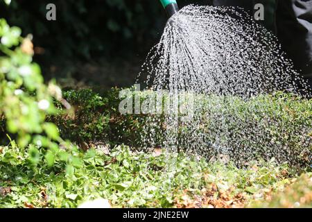 Hamburg, Deutschland. 10. August 2022. Ein Grab auf dem Ohldorf Friedhof in Hamburg wird bewässert. Quelle: Markus Tischler/dpa/Alamy Live News Stockfoto