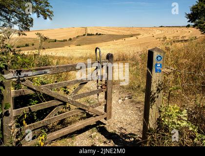 Erntezeit während einer Hitzewelle am Sommertag, an den South Downs in East Sussex während eines Wasserknapps und einer Dürre Stockfoto