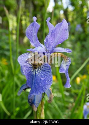 Honigbiene auf sibirischer Iris im Regen Mai 2022 Stockfoto