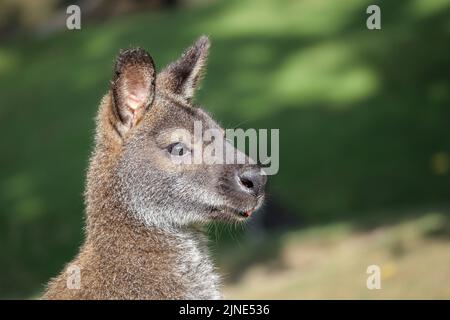 Nahaufnahme von Bennett's Wallaby im Zoologischen Garten. Tierporträt von Macropus Rufogriseus Fruticus im Zoo. Stockfoto