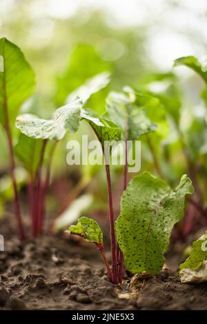 Rote Beete wachsen in einer Reihe im Garten. Stockfoto