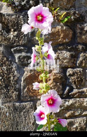 Rosa Hollyhock alcea rosea Blume in Blüte Stockfoto