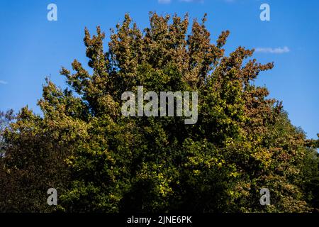 Buggingen, Deutschland. 09. August 2022. Ein Baum mit bereits verfärbtem Laub steht hinter einem anderen Baum, der noch überwiegend grün ist. Anhaltende Trockenheit verursacht an vielen Stellen im Markgräflerland verwelkte Vegetation. Quelle: Philipp von Ditfurth/dpa/Alamy Live News Stockfoto