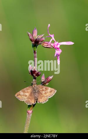 Dingy Skipper (Erynnis Tages) ist ein Schmetterling der Hesperiidae-Familie. Dingy Skipper Butterfly (Erynnis Tages) schaut nach unten und ruht sich auf einem pur Stockfoto