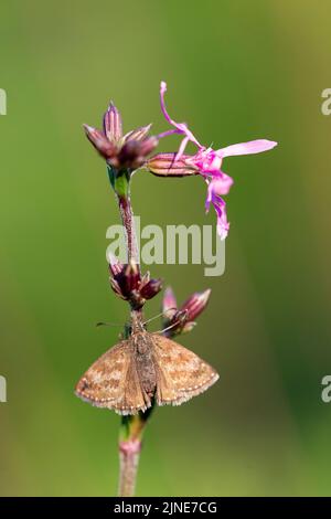 Dingy Skipper (Erynnis Tages) ist ein Schmetterling der Hesperiidae-Familie. Dingy Skipper Butterfly (Erynnis Tages) schaut nach unten und ruht sich auf einem pur Stockfoto