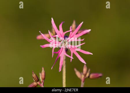 Silene flos-cuculi (Lychnis flos-cuculi), allgemein als Ragged-Robin bezeichnet, ist eine mehrjährige krautige Pflanze in der Familie der Caryophyllaceae. Lychnis flos-cu Stockfoto