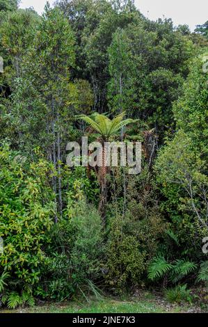 Dichte Vegetation im Regenwald an der Westküste von South Island in Neuseeland Stockfoto