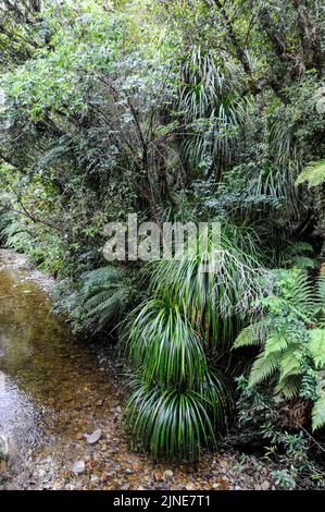 Dichte Vegetation im Regenwald an der Westküste von South Island in Neuseeland Stockfoto