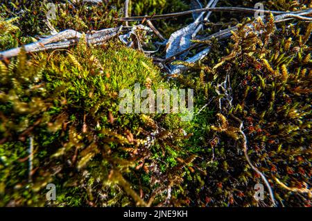 Feines grünes Moos wächst auf Felsen in der Nähe des Flusses, Nahaufnahme Makrodetails Stockfoto