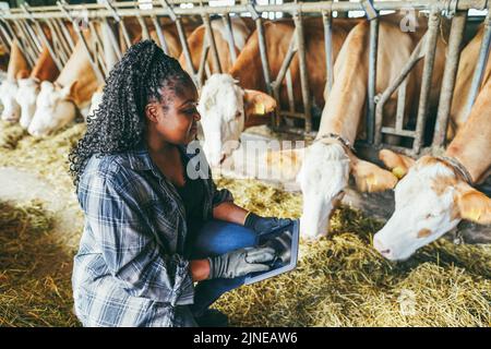 Junge afrikanische Bäuerin, die im Kuhstall arbeitet, während sie ein digitales Tablet verwendet - Fokus auf das Gesicht Stockfoto