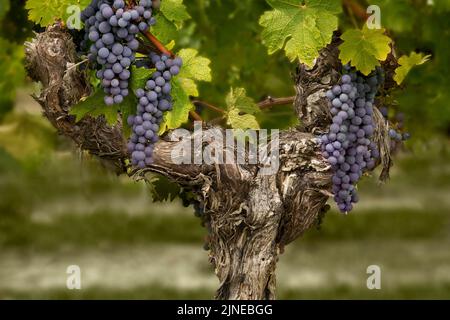 Trauben auf der Weinrebe im Weinberg St Emilion Gironde Nouvelle Aquitaine Bordeaux Südwest-Frankreich Stockfoto