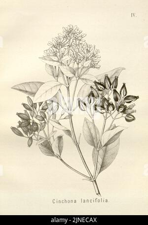 Die Chinarinde Rinden (TF. IV) Stockfoto