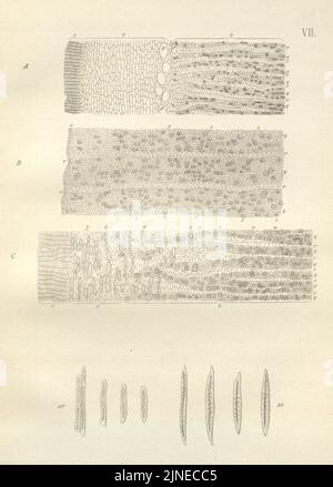 Die Chinarinde Rinden (PL. VII) Stockfoto