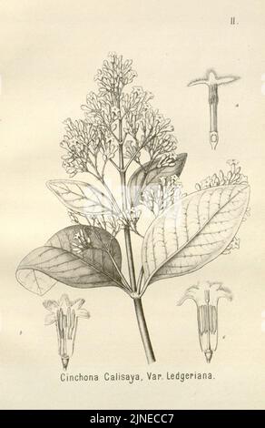 Die Chinarinde Rinden (PL. II) Stockfoto