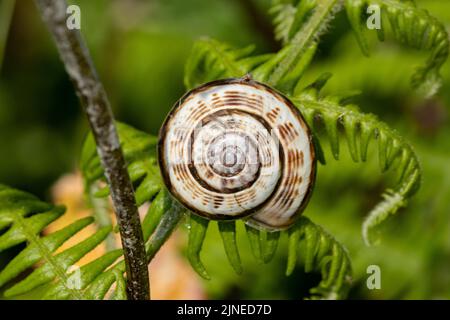 Eine Nahaufnahme von weißer und brauner Schnecke auf einem grünen Farnblatt Stockfoto