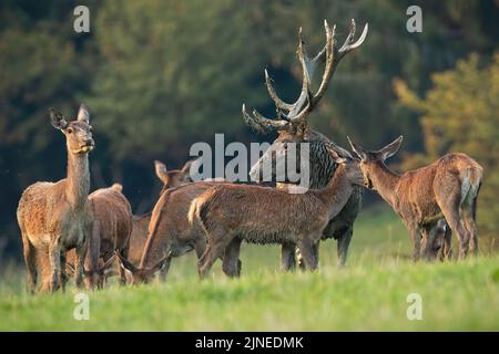 Rothirsch Hirsch mit Schlamm bedeckt stehend von dem Rest der Herde umgeben Stockfoto