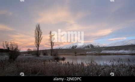 Pappelbäume am Loch Cameron, Sonnenaufgang in Twizel, Neuseeland. Stockfoto