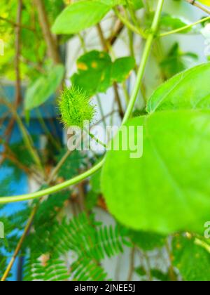 Eine Passiflora foetida L in der Natur. Fetide Passionsblume, Scarletfruit Passionsblume, stinkende Passionsblume Stockfoto