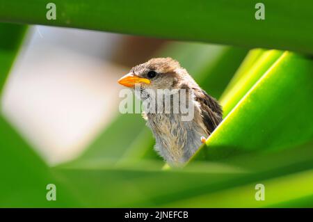 Ein entzückender Spatz aus der alten Welt, der aus der Nähe auf einer Palme steht Stockfoto