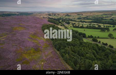 Luftaufnahme von Heather von seiner besten Seite Anfang August auf den North York Moors - in der Nähe von Westverdale Stockfoto