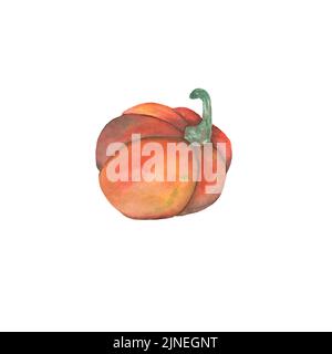 Aquarell orangefarbener Kürbis. Rasterdarstellung auf weißem Hintergrund. Das Bild kann auf Postern, Postkarten, Etiketten und Banner verwendet werden Stockfoto