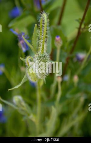 Haarige Knospen aus Mohnblumen vor einem verschwommenen grünen und blauen Hintergrund Stockfoto