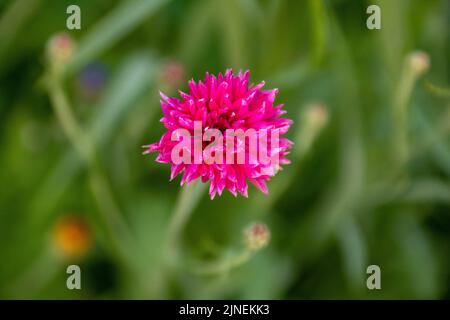 Leuchtend rosa Blume der Kornblume auch als Junggesellenknopf mit einem verschwommenen grünen Hintergrund bekannt Stockfoto