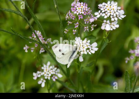 Der kleine weiße Schmetterling, auch bekannt als der Weißkohl, ruht auf Kerzenblumen, die Gleichgültigkeit symbolisieren Stockfoto