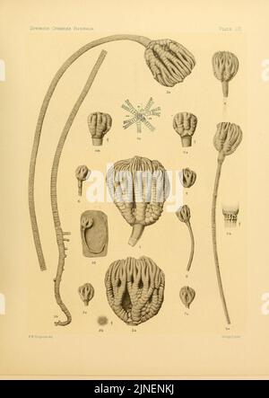 Die crinoidea flexibilia (9669701987) Stockfoto