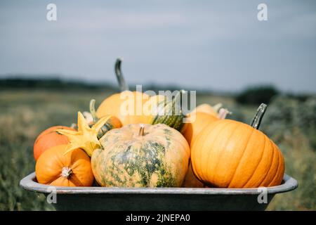 Verschiedene Kürbisse in Schubkarre im Herbstgarten. Herbst- und Erntekonzept. Halloween Hintergrund Stockfoto