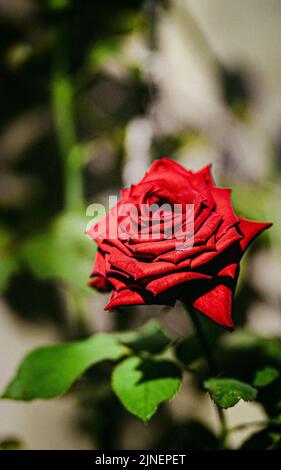 Eine vertikale Aufnahme einer roten Rose Stockfoto