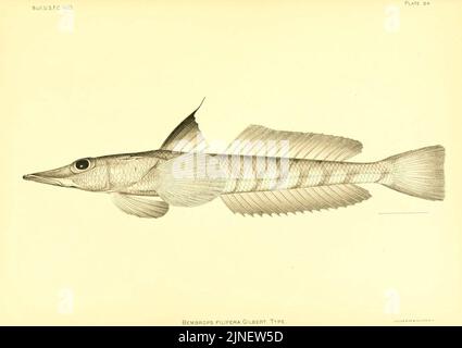 Die Tiefseefische (der Hawaii-Inseln) (Platte 84) (6130281766) Stockfoto