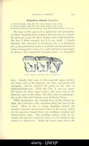 Die Deseado-Formation von Patagonien (Seite 135) Stockfoto