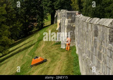 Grashang, der von einem ferngesteuerten orangefarbenen Mähroboter (KommTek RoboFlail) und Arbeiter in der historischen Stadtmauer von York, Yorkshire, England, Großbritannien, gemäht wird. Stockfoto