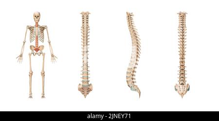 Genaue Wirbelsäule oder Wirbelsäule des menschlichen Skelettsystems oder Skeletts isoliert auf weißem Hintergrund 3D Rendering Illustration. Anterior, lateral und POS Stockfoto