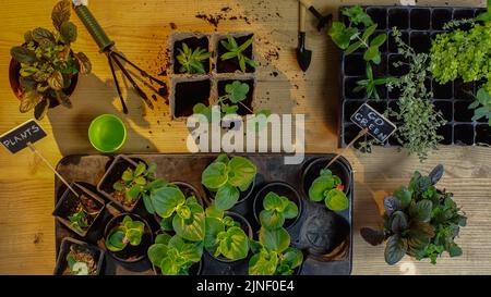 Draufsicht auf Gartengeräte in der Nähe von Pflanzen mit Beschriftungen auf Tafeln auf dem Tisch, Stockbild Stockfoto