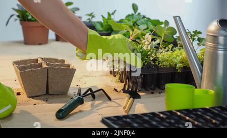 Beschnittene Ansicht des Gärtners, der Pflanze aus dem Topf in der Nähe von Werkzeugen auf dem Tisch nimmt, Stockbild Stockfoto