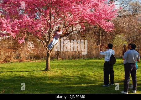 Eine junge Frau sitzt in einem blühenden Kirschblütenbaum für ein Foto im Frühjahr im Branch Brook Park in Belleville und Newark New Jersey Stockfoto