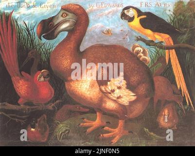 Das Dodo und gegeben von G.Edwards 1759 Stockfoto