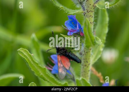 Detaillierte Nahaufnahme einer Burnett-Motte mit fünf Flecken (Zygaena trifolii), die sich auf Viper-bugloss (Echium vulgare) ernährt Stockfoto